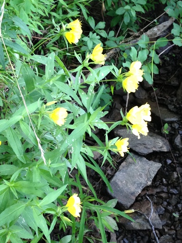 Oenothera tetragona (alternate view 5)