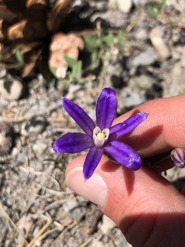 Brodiaea coronaria (Crown Brodiaea) (alternate view 2)