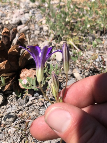 Brodiaea coronaria (Crown Brodiaea) (alternate view 3)
