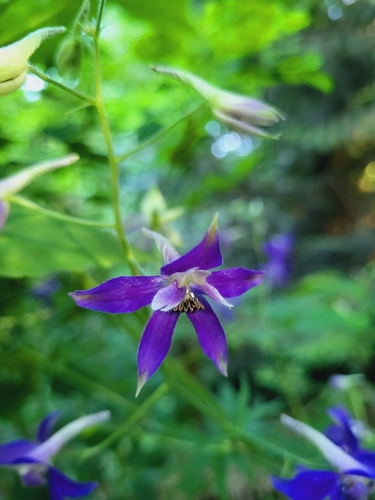 Delphinium trolliifolium (Streambank Larkspur)