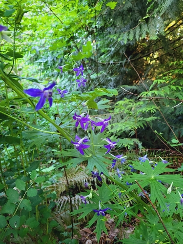 Delphinium trolliifolium (Streambank Larkspur) (alternate view 2)