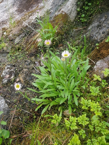 Erigeron peregrinus (Wandering Fleabane) (alternate view 3)