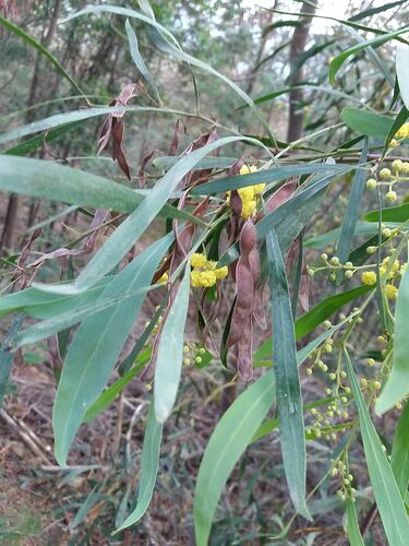 Acacia (wattles) (alternate view 3)