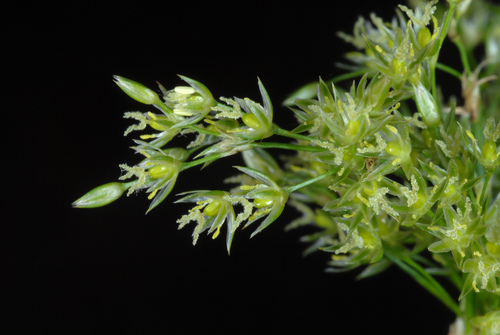 Juncus effusus (soft rush)