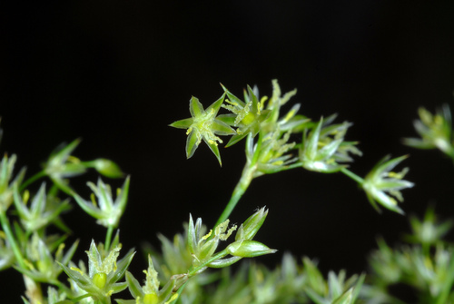 Juncus effusus (soft rush) (alternate view 2)