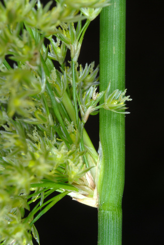 Juncus effusus (soft rush) (alternate view 3)