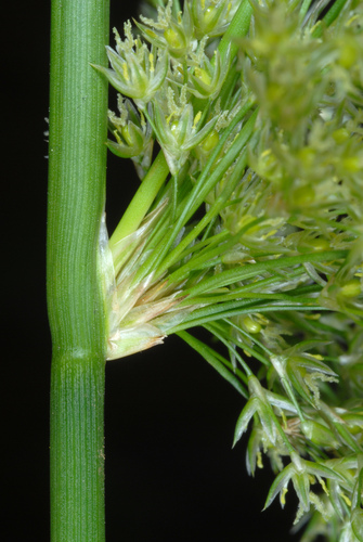Juncus effusus (soft rush) (alternate view 4)