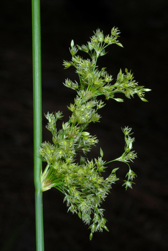 Juncus effusus (soft rush) (alternate view 5)