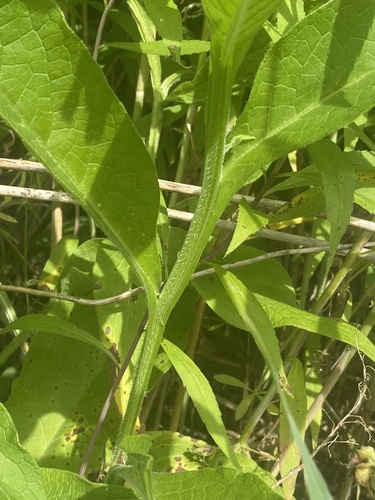 Symphytum officinale (common comfrey)