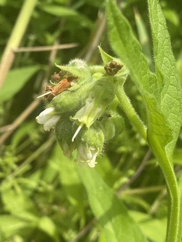 Symphytum officinale (common comfrey)