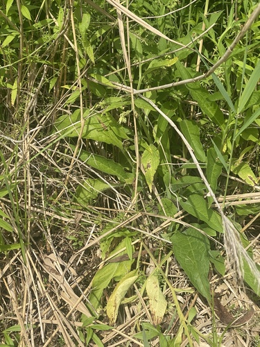 Symphytum officinale (common comfrey)