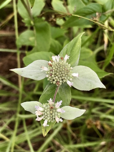Pycnanthemum muticum (Short-Toothed Mountain Mint)