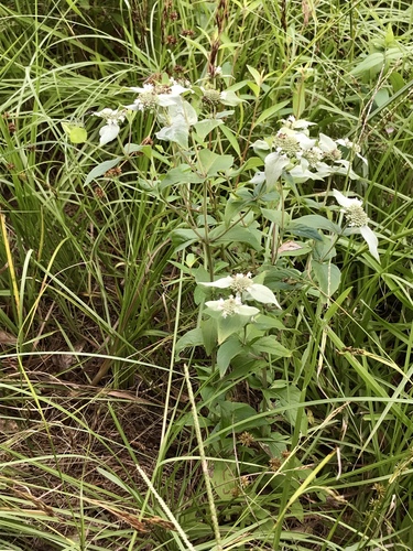 Pycnanthemum muticum (Short-Toothed Mountain Mint)
