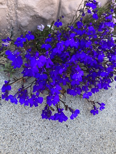 Lobelia erinus (bedding lobelia)