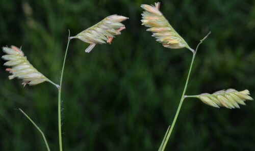 Bouteloua dactyloides (Buffalo Grass) (alternate view 3)