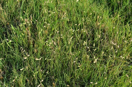 Bouteloua dactyloides (Buffalo Grass) (alternate view 4)