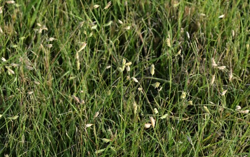 Bouteloua dactyloides (Buffalo Grass) (alternate view 5)