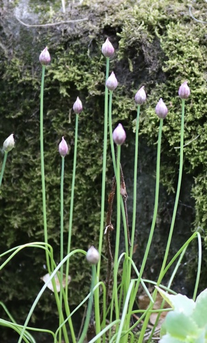Allium schoenoprasum (Chives) (alternate view 4)