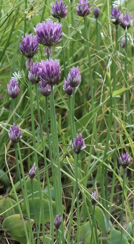 Allium schoenoprasum (Chives) (alternate view 3)
