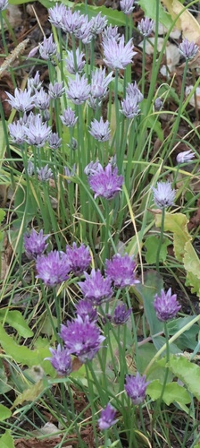 Allium schoenoprasum (Chives) (alternate view 5)