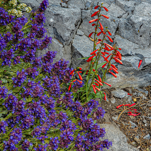 Penstemon eatonii (Firecracker Penstemon)