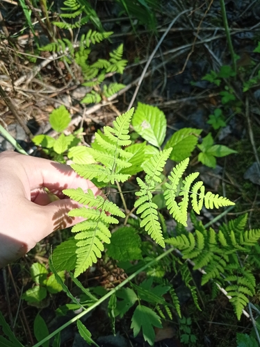 Gymnocarpium dryopteris (Northern Oak Fern) (alternate view 8)