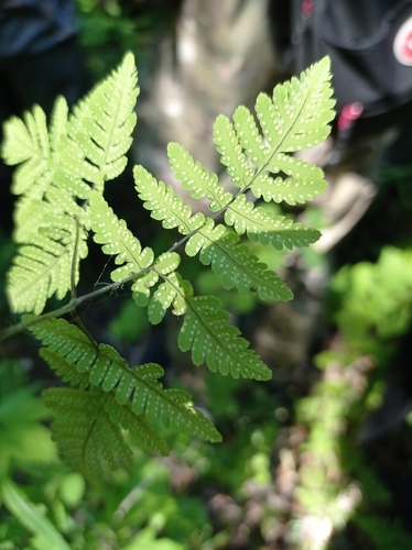 Gymnocarpium dryopteris (Northern Oak Fern) (alternate view 9)