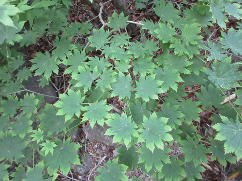 Acer pseudosieboldianum (Korean Maple) (alternate view 5)