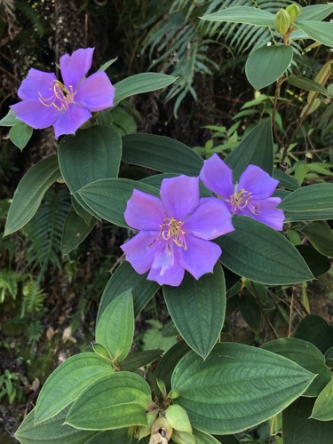 Melastoma (melastomes) (alternate view 4)
