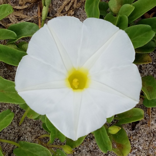 Ipomoea imperati (beach morning-glory) (alternate view 7)
