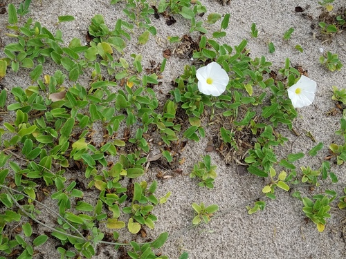 Ipomoea imperati (beach morning-glory) (alternate view 8)