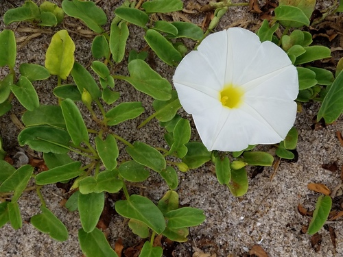 Ipomoea imperati (beach morning-glory) (alternate view 9)