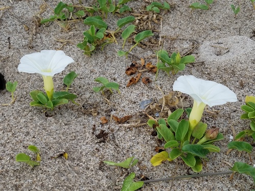 Ipomoea imperati (beach morning-glory) (alternate view 10)