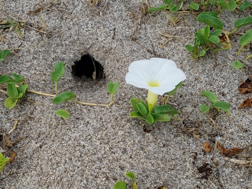 Ipomoea imperati (beach morning-glory) (alternate view 11)
