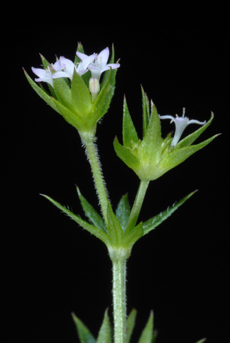 Sherardia arvensis (Field madder)