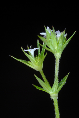 Sherardia arvensis (Field madder)