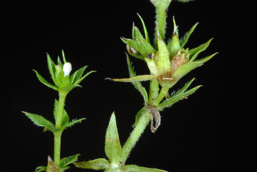 Sherardia arvensis (Field madder)