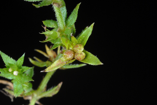 Sherardia arvensis (Field madder)