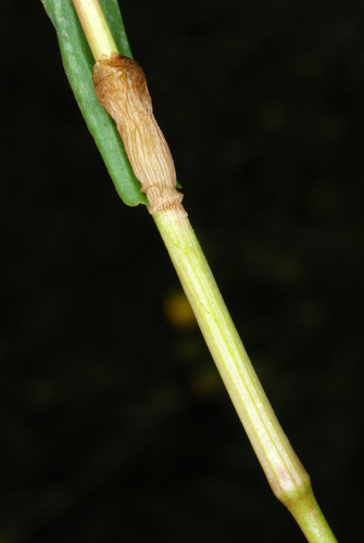 Bistorta bistortoides (American bistort) (alternate view 9)