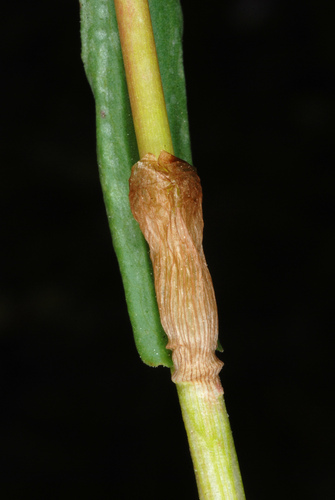 Bistorta bistortoides (American bistort) (alternate view 10)