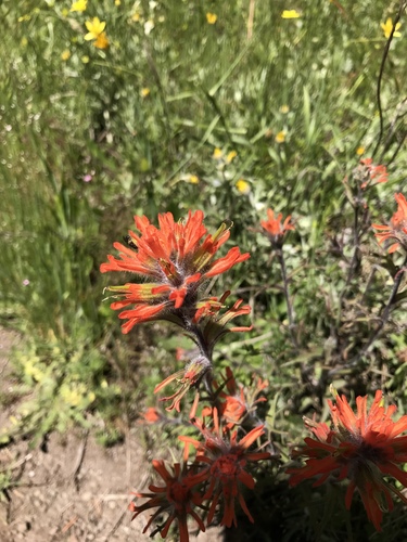 Castilleja hispida (harsh paintbrush) (alternate view 8)