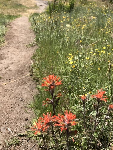 Castilleja hispida (harsh paintbrush) (alternate view 9)