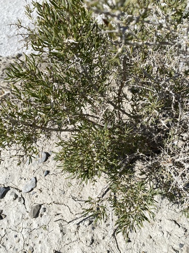 Sarcobatus vermiculatus (Greasewood) (alternate view 3)
