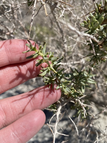 Sarcobatus vermiculatus (Greasewood) (alternate view 4)