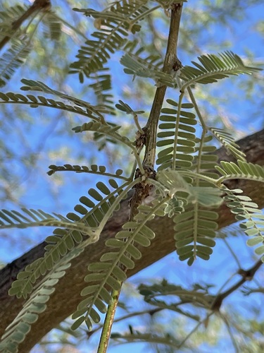 Neltuma velutina (velvet mesquite) (alternate view 2)
