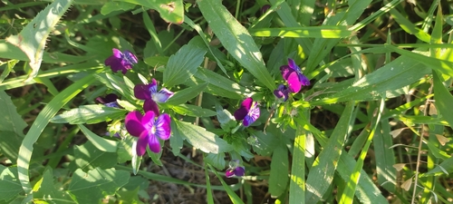 Viola × wittrockiana (pansy) (alternate view 4)
