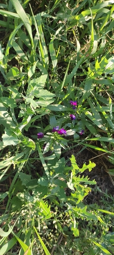 Viola × wittrockiana (pansy) (alternate view 5)