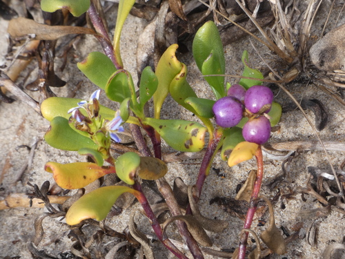 Scaevola calendulacea (dune fan-flower) (alternate view 2)