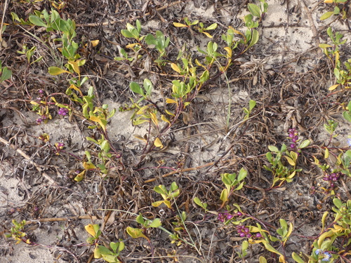 Scaevola calendulacea (dune fan-flower) (alternate view 3)