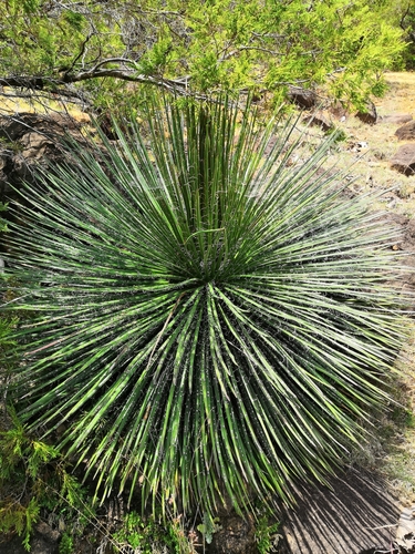 Agave geminiflora (Twin Flower Agave Plant)
